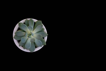 Succulent in white pot on a black background isolated. Top view, copy space.の写真素材
