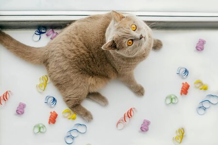 lilac british cat lies on a light background and look at the carnaval festive curling paper...