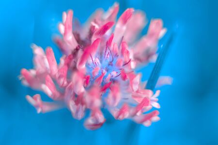Little white flowers close up on blue background. Blurred, soft focus. Backdrop for greeting card. Copy space.の写真素材