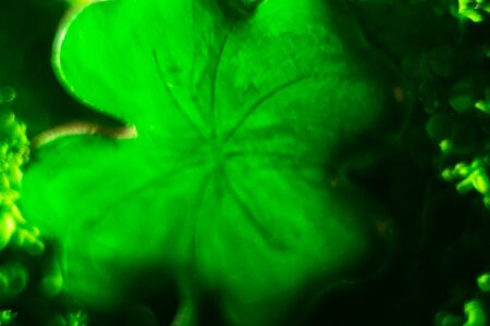 St. Patrick day background. Lucky clover defocused close up.の写真素材