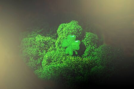 St. Patrick day background. Lucky clover in natural moss in dark, sun light. Copy space.