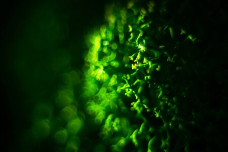 St. Patrick day background moss macro. Blurred green bokeh. Copy space.の写真素材