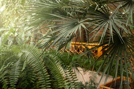 Green plants in botanical garden indoor. Fresh natural background.の写真素材