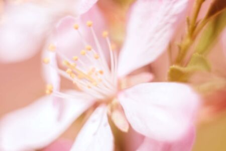 Almond pink flower blooming close up blurred. Background for greeting card. Mother day or woman day concept.の写真素材
