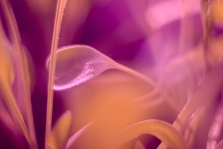 Pink macro leaf, beautiful abstract blurred background. Selective focus.