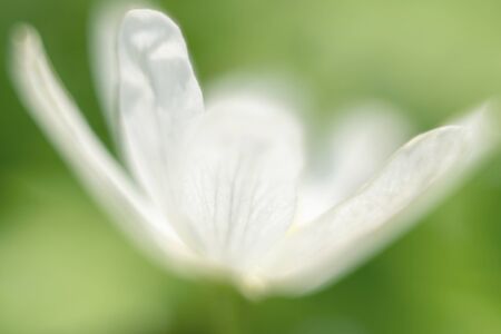 White flower blooming close up blurred. Background for greeting card. Mother day or woman day concept.の写真素材