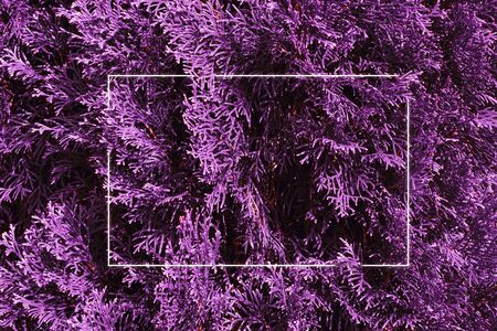 Purple leaf thuja texture background with white luminous frame. Nature concept.