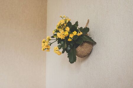 Yellow flowers in a knitted pot on the wall at home. Handmade pot.の写真素材