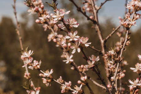 Hello spring concept, branch of blooming almond, pink flowers on brown background.の写真素材