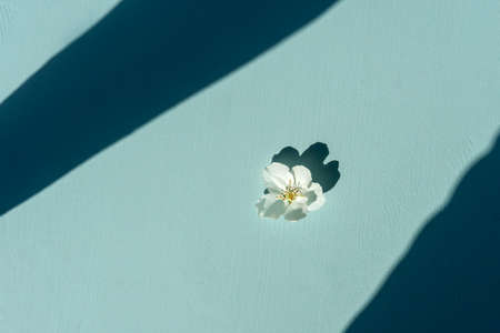 Little flower on blue with shadows frame. Minimal nature. Summer concept. Flat lay.の写真素材