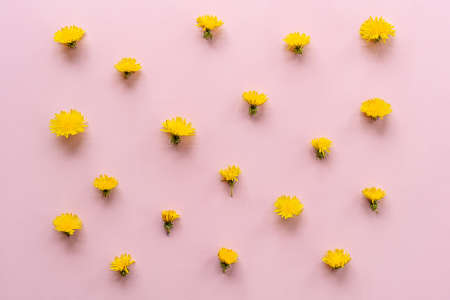 Pink white flower on pink background. Flat lay, top viewの写真素材