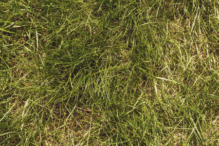 Green grass texture background close up. Nature concept.