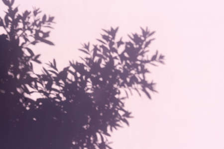 Abstract leaves shadow on pink background. Summer hipster concept. Copy space.