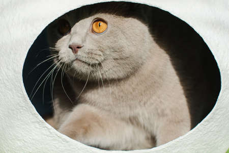 British cat in white sphere house close up.の写真素材