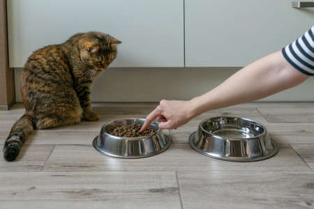 Beautiful cat in the kitchen near bowls of dry cat food. Cats look at the hand showing feed.の写真素材