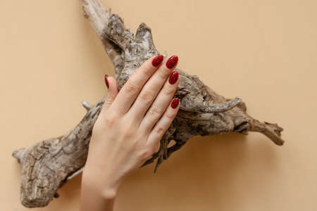 Stylish trendy female red manicure. Snag tree under beautiful young woman's hand. Sand color background.の写真素材