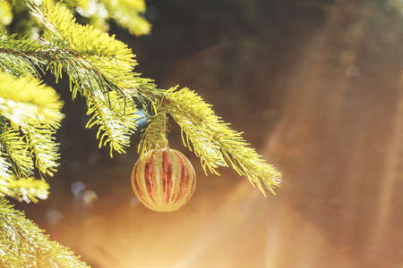 Red golden christmas ball hanging on a branch. Decorations on the christmas tree. Golden sunny light around ball.の写真素材