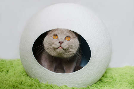 British cat in white sphere house on green background. House from papier mache, eco concept.の写真素材