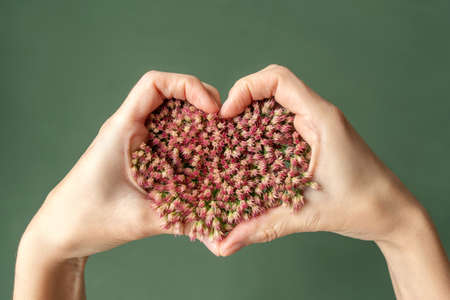 Pink heart from flower on the hand. Happy valentines day, mother day, wedding. Love and care Concept.の写真素材