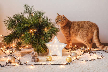 Ginger cat near the Christmas tree. Christmas holidays and new year concept.の写真素材
