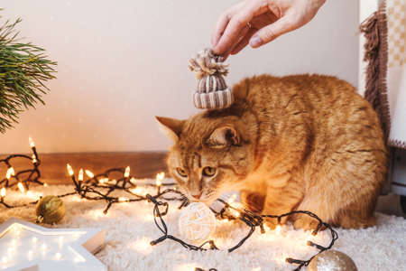 Ginger cat lie near the Christmas tree and hands with little hat. Funny Christmas holidays and new year concept.の写真素材
