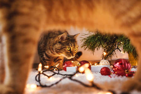 Cat on foreground and second cat between its paws. Cat near the Christmas tree, Christmas holidays concept.の写真素材