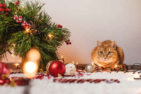 Ginger cat lie near the Christmas tree, decoration on floor artound. Christmas holidays and new year concept.の写真素材
