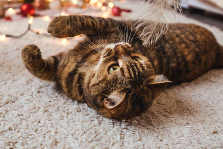 Brown striped cat lie on floor. Close up portrait, look up. Christmas holidays and new year concept. Lights garland on background.の写真素材