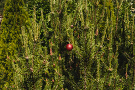 Christmas background, red ball on fir branches. Summer christmas concept. Single ball, minimalism.の写真素材