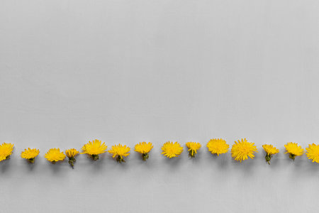 Yellow flowers row on gray wooden background. Flat lay, copy space. Color 2021.の写真素材