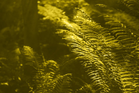 Sunlight rays pour through fern leaves in a rainforest, copy space, natural background.の写真素材