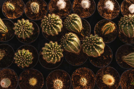 Cactus in pots, top view. Group of different cactus on black background.の写真素材