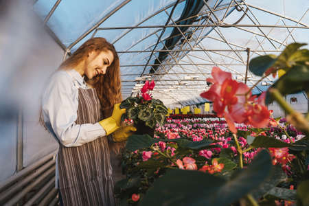 Woman in greenhouse in yellow gloves hold in hands poinsettia in pots.の写真素材