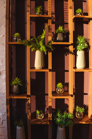 House Plants stand on brown wooden shelves, green wall in interior. Sun light.の写真素材