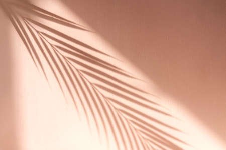 Palm leaf shadow on pink background. Copy space, summer concept. selective focus.の写真素材