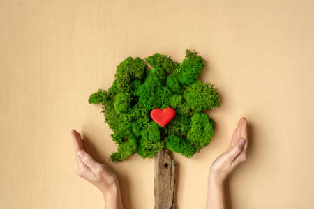 Womans hands holding tree. Ecological concept, flat lay. Tree from moss and stick. Red heart in tree.の写真素材
