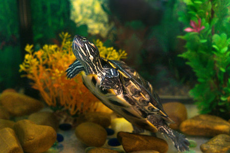 Red Eared Terrapin in aquarium with seaweed. Turtle is looking at us.の写真素材
