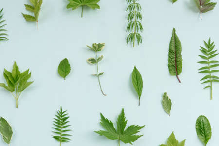 Natural pattern from various green leaves on blue. Minimalism, summer concept.の写真素材