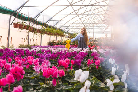 Woman in greenhouse with yellow watering can watering flowers cyclamen.の写真素材
