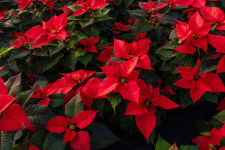 Closeup of red poinsettia flowers in greenhouse, sun light on petals. Euphorbia pulcherrima.の写真素材