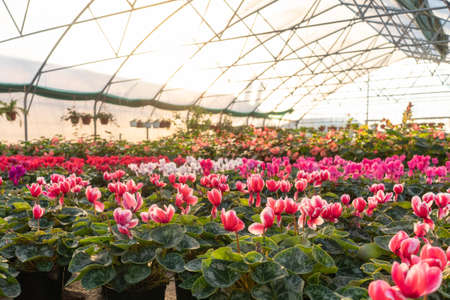 Lot of flowers cyclamen in a greenhouse in winter. Sun light.の写真素材