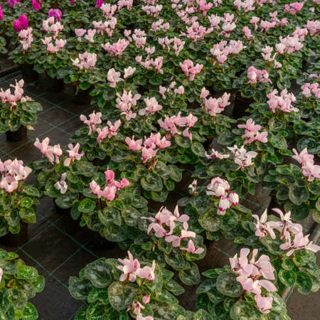 Lot of flowers cyclamen in a greenhouse in winter. Top view.の写真素材