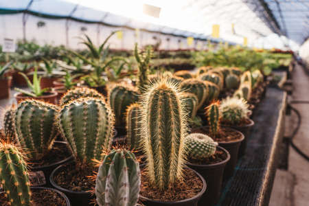 Cactus in pots, front view. Group of different cactus in greenhouse.の写真素材