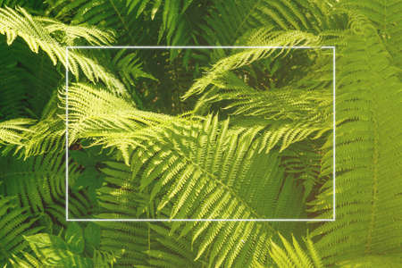 Green plants fern natural background. White frame.の写真素材