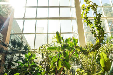 Green plants in botanical garden indoor. Window.