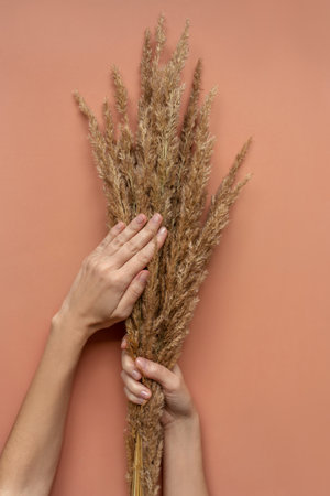 Female hands with natural manicure with dry grass.の写真素材