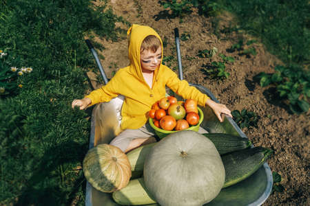 Cute boy sitting in wheelbarrow with harvest.の写真素材