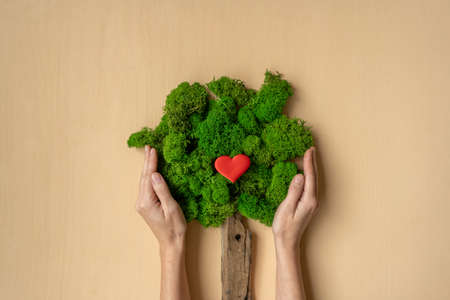 Womans hands holding tree. Ecological concept.の写真素材