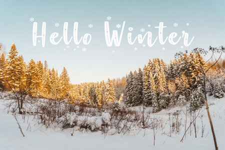 Beautiful Winter landscape. Forest in the sun.の写真素材