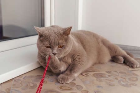 British lilac cat play with Christmas decorations on floor. Christmas holidays and new year concept.